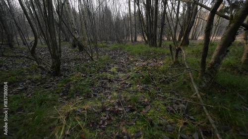 Green forest with fallen yellow leaves on the ground