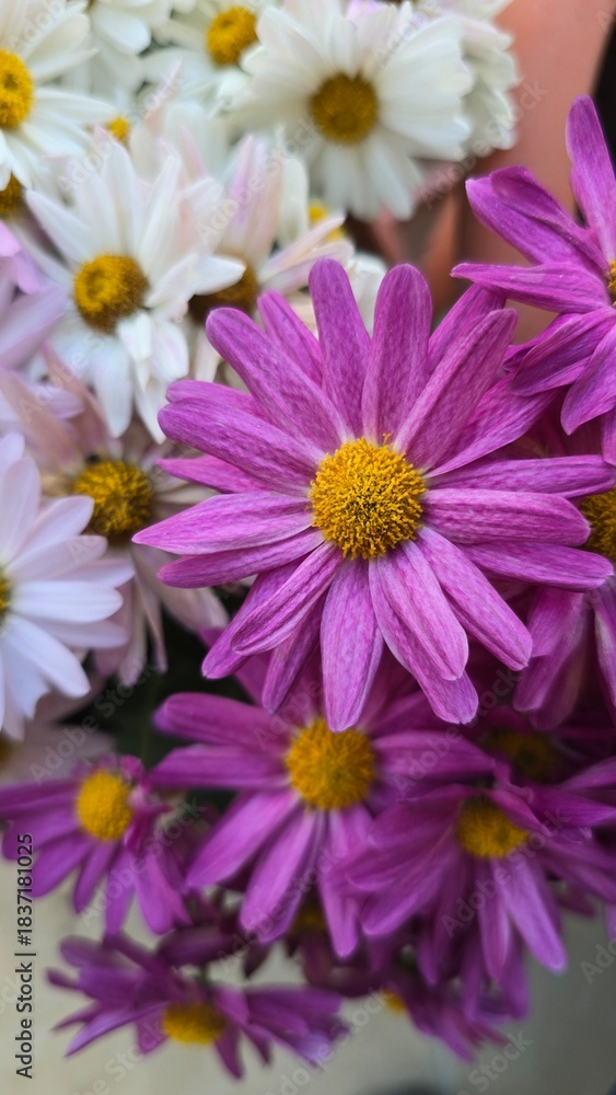 Obraz premium A vibrant bouquet of purple daisies with bright yellow centers dominates the frame, surrounded by white blooms. Fresh, floral mood perfect for spring and gift-related stock uses.