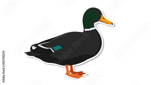 Stylized Mallard Duck With Dark Plumage Green Head And Orange Beak Standing On Orange Legs Against A Black Background With White Outline And Subtle Teal Wing Detail