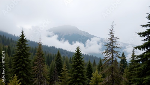 Foggy Mountain Landscape Surrounded by Evergreen Trees in a Mystical Forest Setting