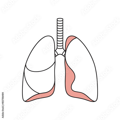 Anatomical illustration of human lungs with highlighted lower lobes.