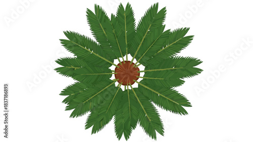 Top Down View Of A Palm Tree Crown With Green Fronds And A Brown Center Isolated On A Black Background