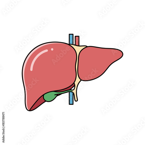 Human Liver and Gallbladder Anatomy Illustration.