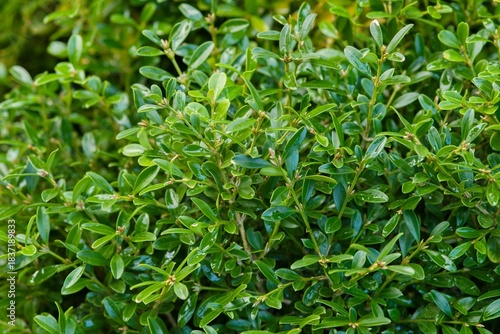 Plant list 2025 - Buxus microphylla (Herrenhausen)