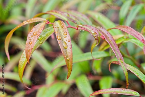 Plant list 2025 - Leucothoe keiskei (Halloween leukotoe)