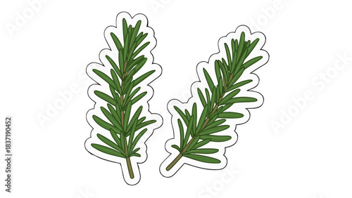 Two Sprigs of Green Rosemary Herb on a Black Background with White Outline and Shadow