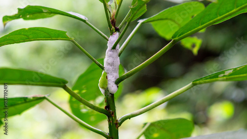 Photos Frog eggs on tree