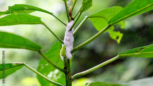 Frog eggs on tree. Frog eggs that are still in the form of white foam.