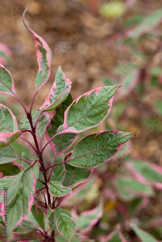 Konstfotografi Plant list 2025 - Cornus alba (Miracle)