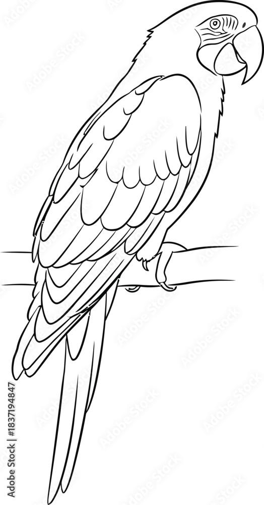 Obraz premium Line art drawing of a parrot perched on a branch
