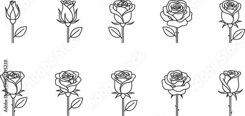 Collection of hand drawn rose sketches in various stages of bloom