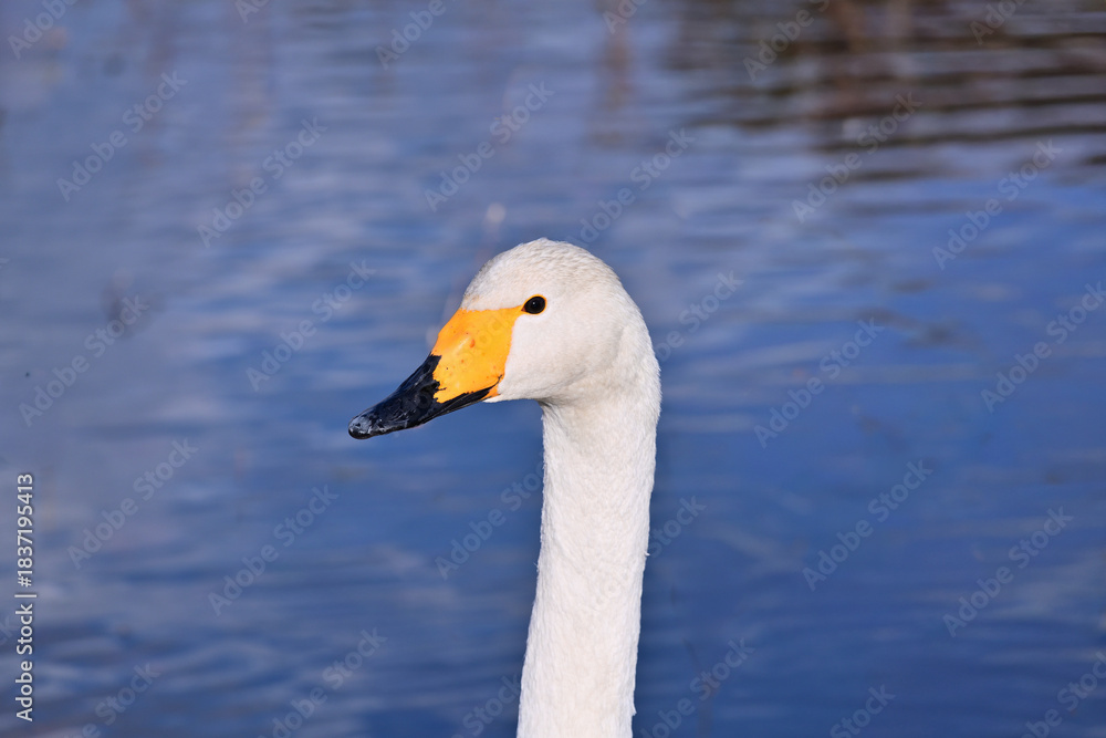 Obraz premium 冬の使者 白鳥の来る街 仙台 