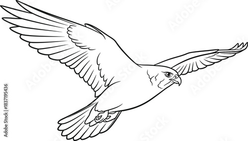 Detailed line drawing of a bird of prey in flight