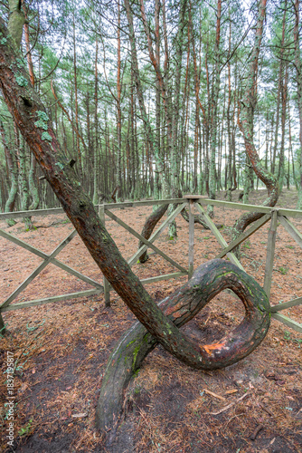 forest with sloping and curved trunks of growing pines