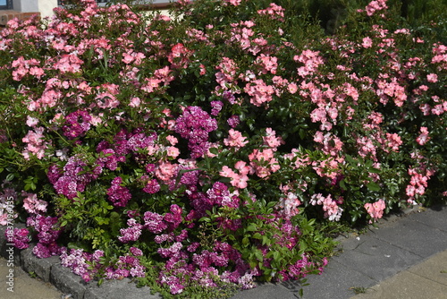 Mozart and Veilchenblau roses in summer