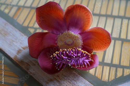 View of a pink cannonball flower, Couroupita guianensis