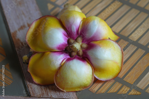 View of a pink cannonball flower, Couroupita guianensis