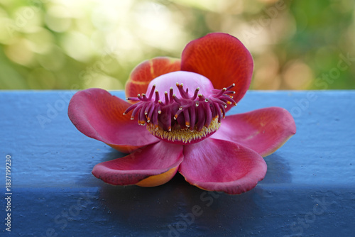 View of a pink cannonball flower, Couroupita guianensis