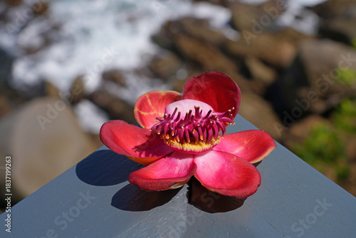 View of a pink cannonball flower, Couroupita guianensis