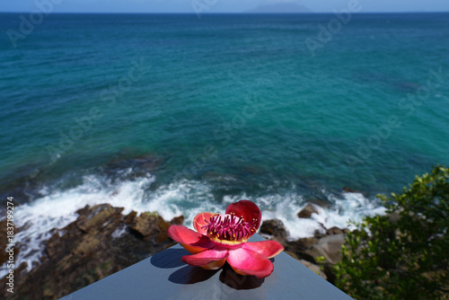 View of a pink cannonball flower, Couroupita guianensis