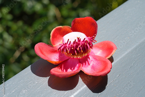 View of a pink cannonball flower, Couroupita guianensis