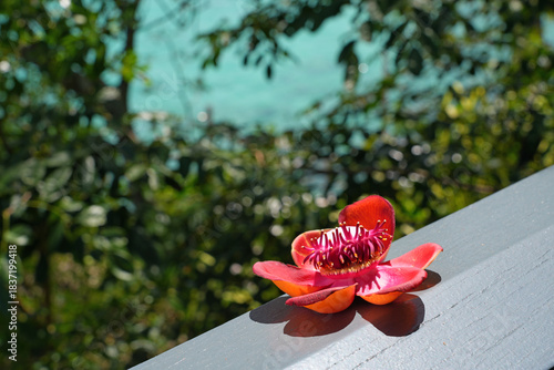 View of a pink cannonball flower, Couroupita guianensis