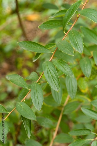 Wallpaper Mural Plant list 2025 - Spiraea wilsonii Torontodigital.ca
