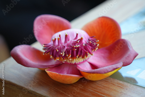 View of a pink cannonball flower, Couroupita guianensis