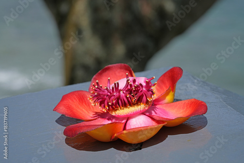 View of a pink cannonball flower, Couroupita guianensis