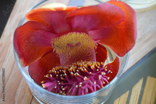 View of a pink cannonball flower, Couroupita guianensis
