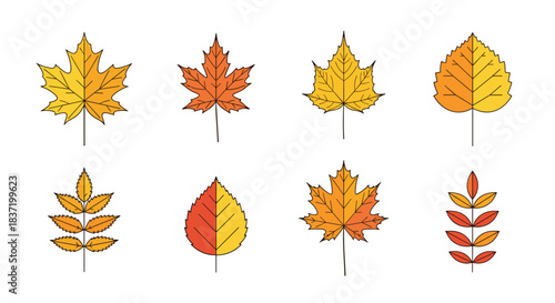 Set of eight different types of colorful autumn leaves including maple and birch in shades of yellow orange and red.