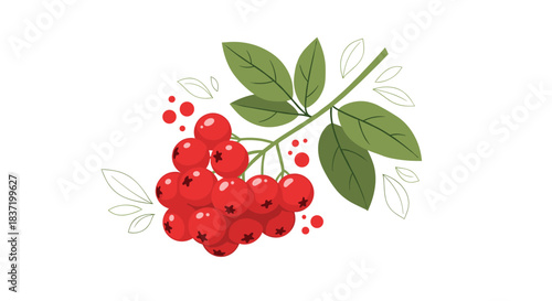 Branch of a rowan tree with a vibrant cluster of red rowan berries and green leaves isolated on a white background.