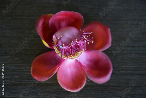 View of a pink cannonball flower, Couroupita guianensis