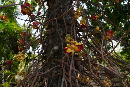 View of pink flowers on a cannonball tree, Couroupita guianensis