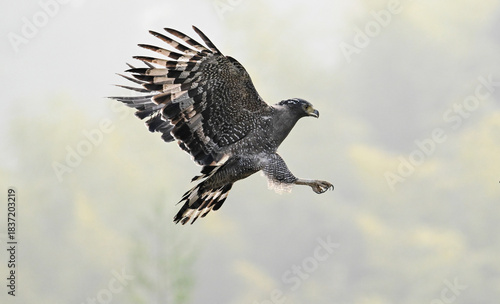 Billede på lærred red tailed hawk in flight