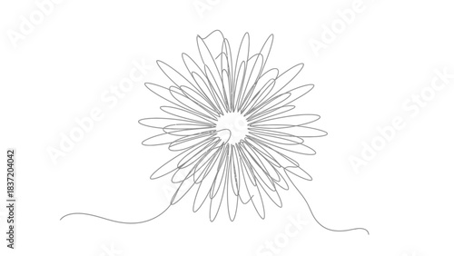 White flower blossom isolated on a black background for a simple floral nature image