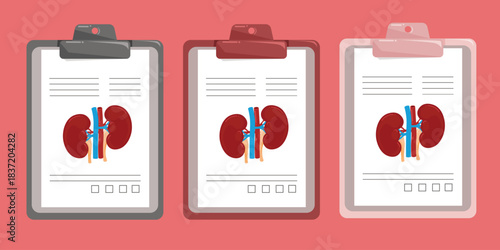 Set of medical documents with kidney anatomy report.