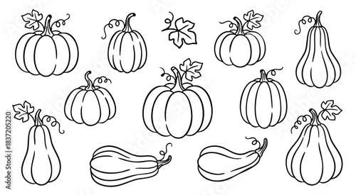 Pumpkin and Gourd Line Drawing Elements for Autumn Decorative Design Collection