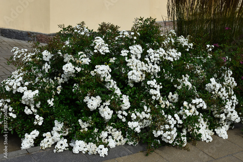 White ground cover rose in summer