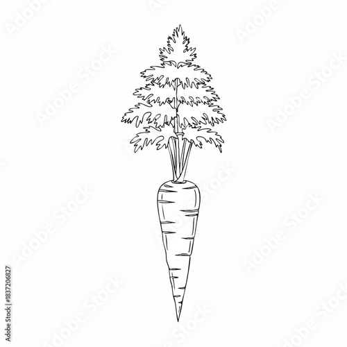 A detailed line drawing of a carrot with leafy greens on top, set against a clean white background in a simple, illustrative style.