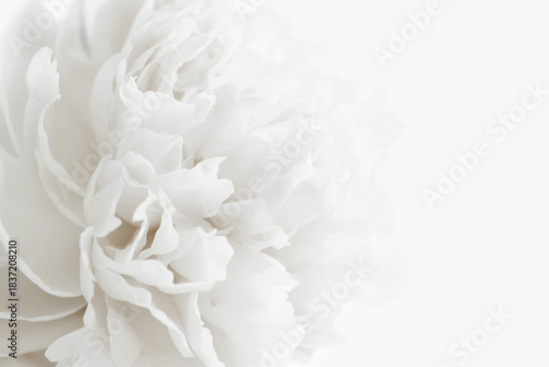 White peony in pastel delicate colors close up. Cloud Dancer color trend.
