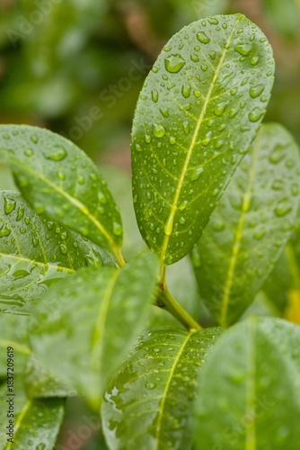 Plant list 2025 - Prunus laurocerasus (Ani)