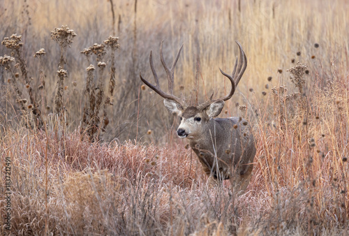 Mule Deer Buck During the Rut in Autumn in Colorado