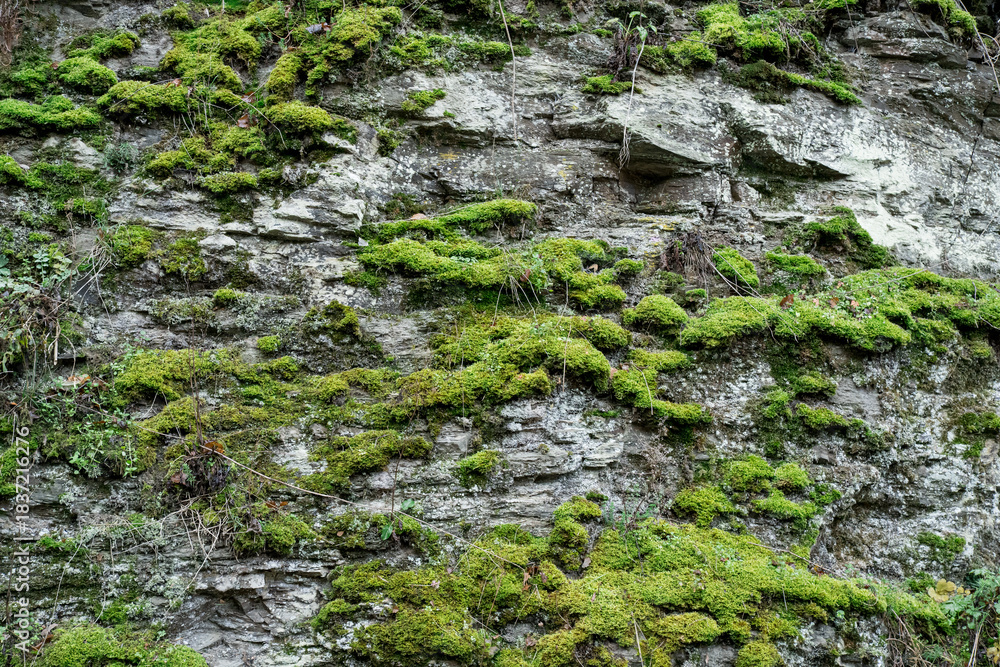 Obraz premium Moss and weathered stone wall texture