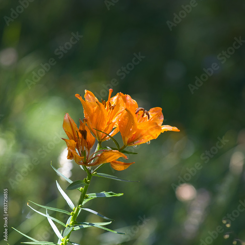 The fire lily, Lilium bulbiferum, is widely distributed in much of Europe and grows in mountain meadows and on hillsides.