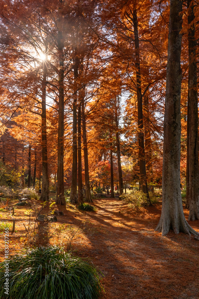 Fototapeta premium 紅葉