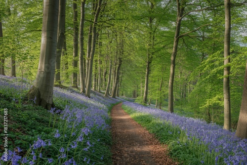 Fotografia Enchanted Forest Path, Wide View of Bluebell Flowers, Spring Nature Landscape, Woodland Trail Design, Scenic Bluebell Woodland, Green Trees and Moss, Misty Forest Trail, Springtime Nature Background