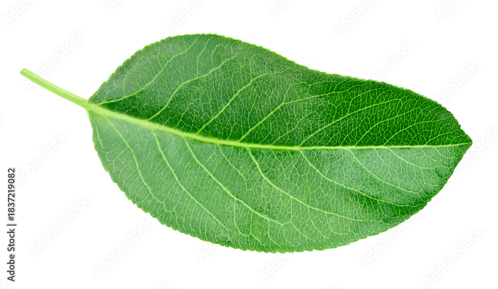 Obraz premium Green pears leaf isolated on transparent. Pears leaf PNG. Pears leaf full macro photo. No AI