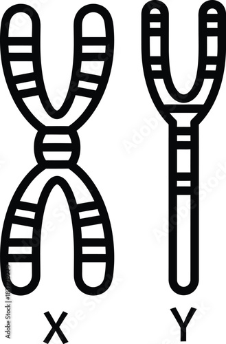 Genetic sex determination icon featuring human x and y chromosomes, symbolizing male and female biological makeup on a clean background.
