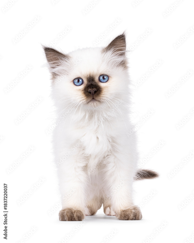 Fototapeta premium Cute seal point Sacred Birman cat kitten, standing up facing front. Looking straight to camera with breed specific blue eyes. Isolated on a white background.